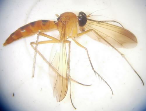 Réf. 251 795 : Gigantosciapus sp.